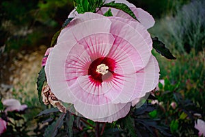 Close-up of Pink Mallow Flower