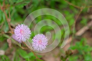 Close up of pink mimosa pudica flower (Sensitive plant, sleepy plant, Sleeping grass, the touch-me-not).