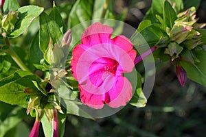 Close-up of a Pink Mirabilis Jalapa Flower, Marvel of Peru, Four o`clock Flower, Macro, Nature