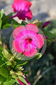 Close-up of a Pink Mirabilis Jalapa Flower, Marvel of Peru, Four o`clock Flower, Macro, Nature