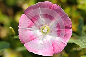 Close up of pink morning glory flower