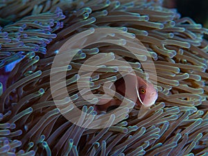Close up of pink nemo clownfish in its habitat