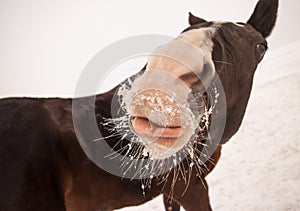 close-up of a pink nose and tongue of the brown horse