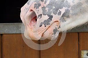 Close up on the pink nostrils of a white horse spotted with black