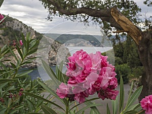 Close up pink oleander flowers Oleander Nerium with view on Paleokastritsa bay, sea,cliffs and tree. Corfu, Kerkyra