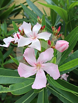 Close up pink oleander, Nerium oleander, rose bay. Sweet oleander. Fresh flower pattern background wallpaper.