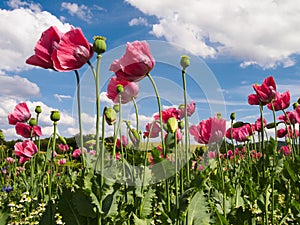 Close up of pink opium poppies