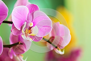 Close-up of pink orchid