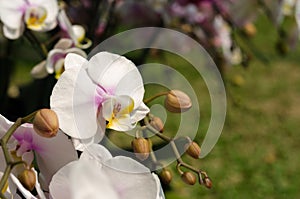 Close up of pink orchid in garden at flower festival Chiangmai,Thailand.