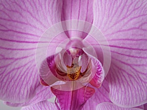 Close up of pink orchid