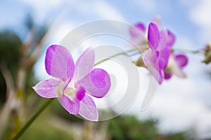 Close up of a pink orchid phalaenopsis with blue sky background texture