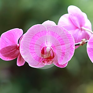 Close-up of pink orchid phalaenopsis. Bouquet of flowers orchids