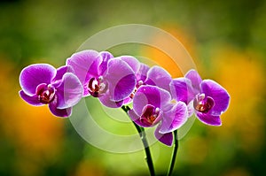 Close-up of pink orchid