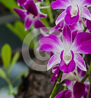 Close-up of pink orchid phalaenopsis. Bouquet of flowers orchids.