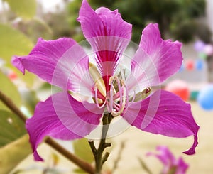 Close up pink orchid tree isolate on white background