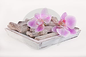 Close Up Of Pink Orchids And Driftwood