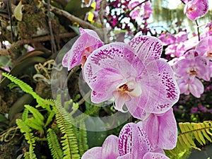 Close up of pink orchids with ferns in the background