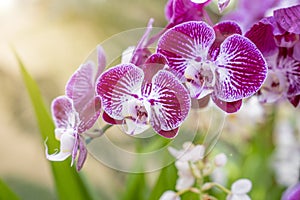 Close up of the pink orchids in the garden