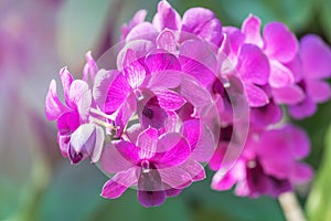 Close up pink orchids tropical flowers blooming growth in garden