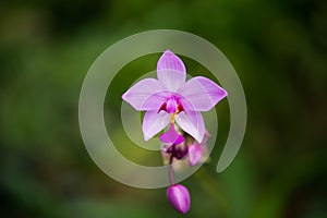 Close up of Pink Orcid Flower.