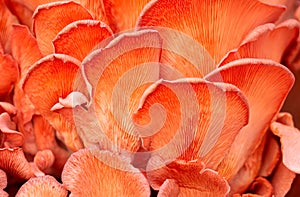 Close-up of pink oyster mushrooms