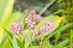 pink Panama rose flower in nature garden