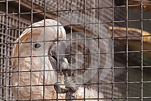 Close-up of the pink parrot`s clawed paw in the aviary photo