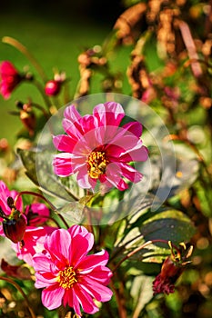 Close up of a pink-peach Dahlia bloom petals