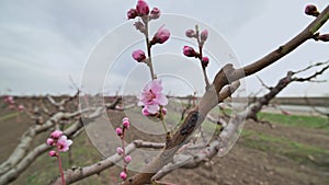 Close up of pink peach flower blossoms in the garden during the early spring bloom on Moldova