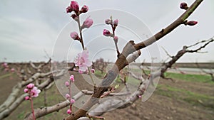 Close up of pink peach flower blossoms in the garden during the early spring bloom on Moldova