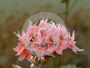 Close up of pink pelargonium flowers in bloom