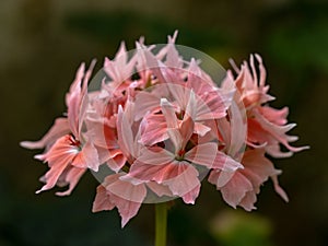 Close up of pink pelargonium flowers in bloom