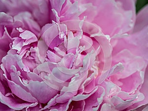 Close up Pink Peonies with delicate petals and green leaves in the garden, peonies with pink and beige color petals