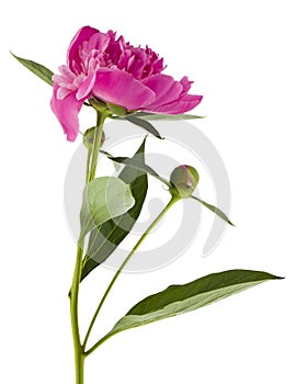 Close-up of pink peony flower isolated on white background