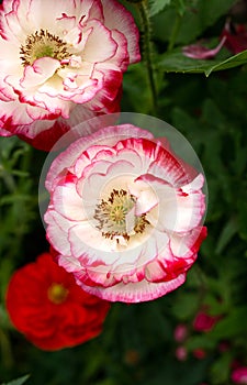 A close up of pink peony-type poppy Papaver somniferum var. paeoniflorum in summer cottage garden