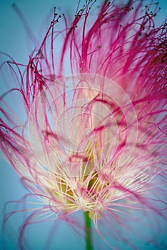 Close up of a pink persian silk tree, mimosa tree Albizia julibrissin flower
