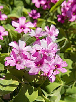 Close-up of a pink perwinkle flower