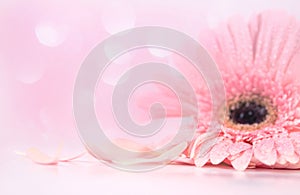 close up pink petal Gerbera flower , softness and selective focus