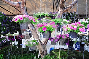 Pink petunia flowers  blooming in black pot hanging on tree  , decorative garden background