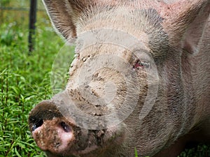 Pink Pig With Muddy Snout Portrait