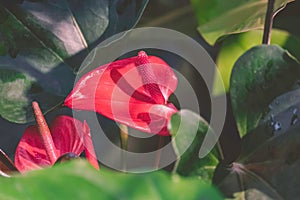 Close up of Pink Pigtail Anthurium flowers or Flamingo flowers are blooming with sunlight and shadow on green leaves surface