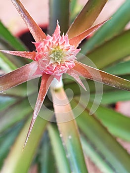A close up of a pink pineapple flower. Un acercamiento a una flor de piÃÂ±a photo