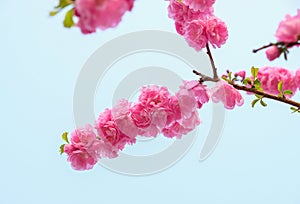 Close up pink plum flower blossom branch at blue sky in spring seasonal,natural background.dramtic tone filter