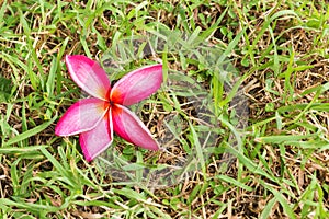 Close up Pink Plumeria on grass