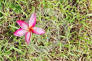 Close up Pink Plumeria on grass