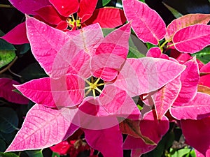 Close-up of pink pointsettias flowers