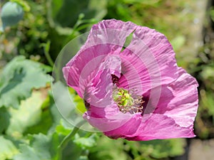 Closeup of a pink opium poppy flower. Papaver somniferum.