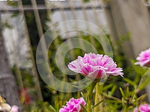 A close up of pink portulaca grandiflora flower. Also called as rose moss, eleven o& x27;clock and Mexican rose.