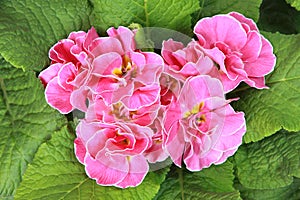 Close-up of pink primrose with double flowers in a flowerbed