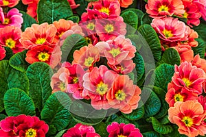 Close up of pink primula flowers